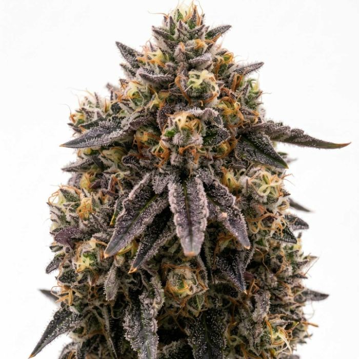 Rainbow Glue Feminized