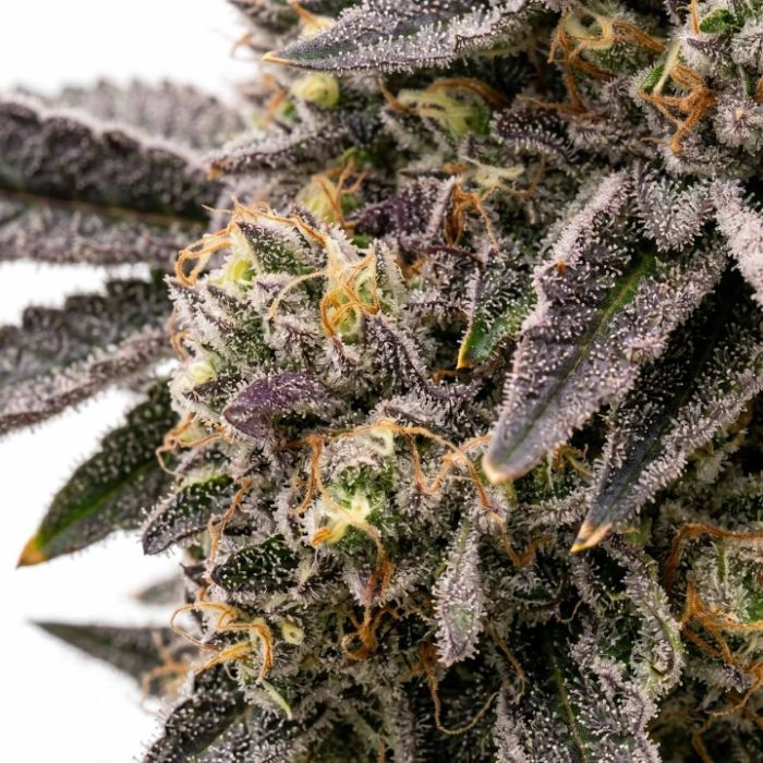 Rainbow Glue Feminized