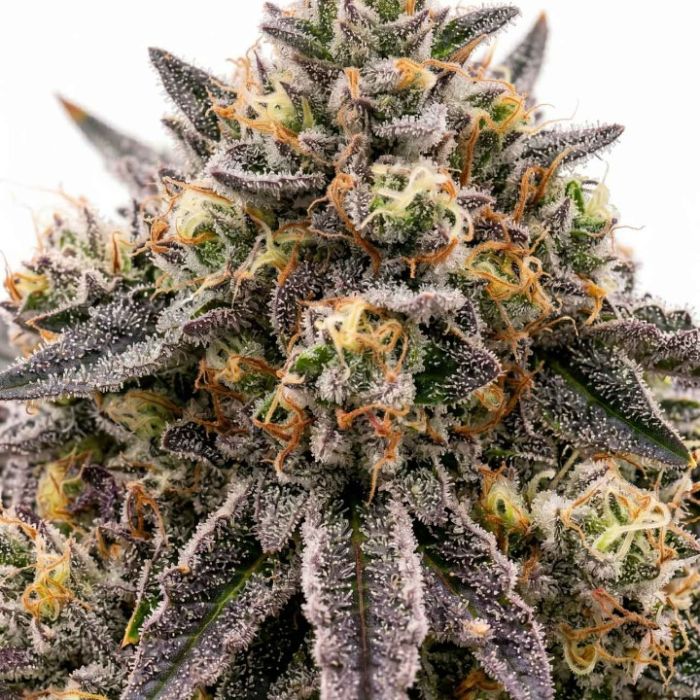 Rainbow Glue Feminized