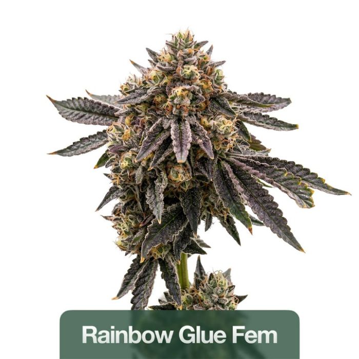 Outdoor Seeds Mix Pack