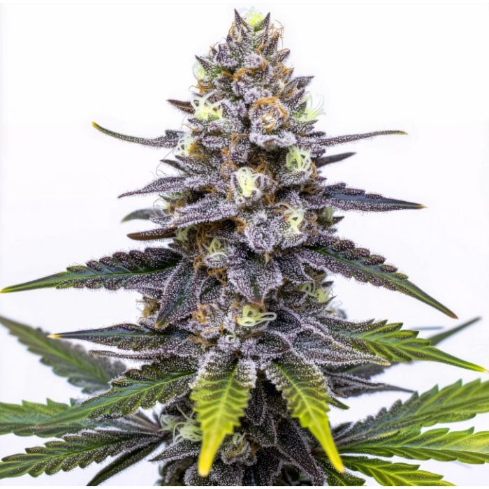 Red Runtz Feminized Cannabis Seeds