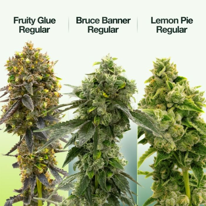 Regular Seeds Mix Pack