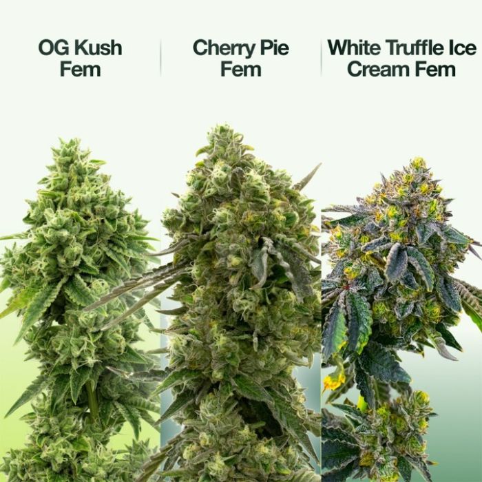 Relax & Unwind Feminized Mix Pack