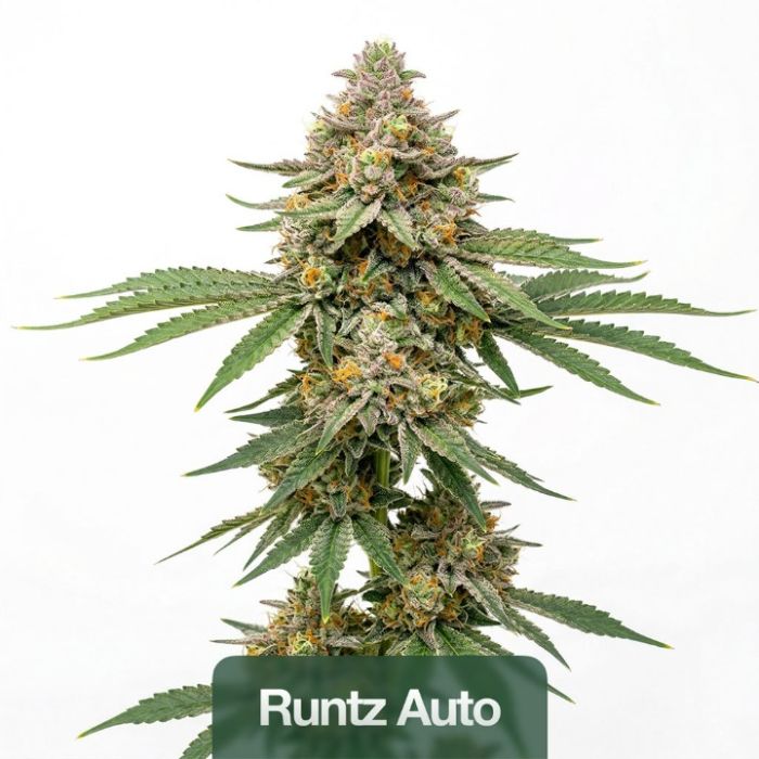2026 Bestselling Hybrid Auto Collection