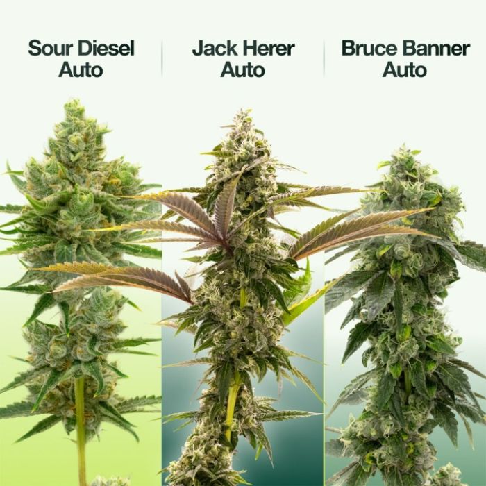 Sativa Auto Seeds Mix Pack