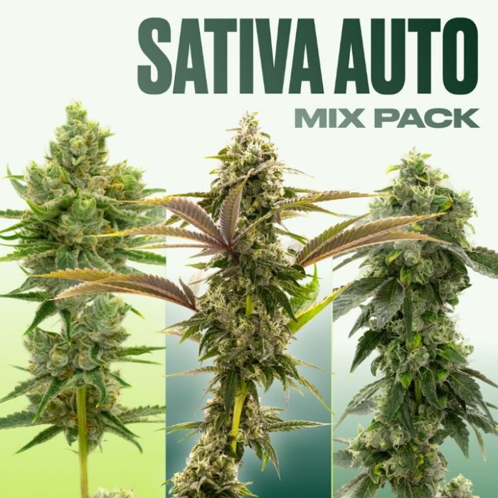 Sativa Auto Seeds Mix Pack