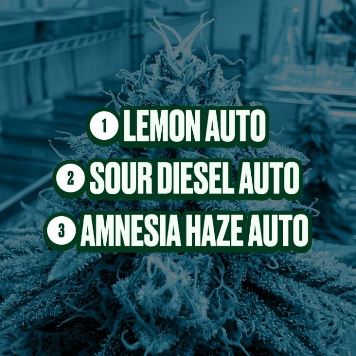2026 Bestselling Sativa Auto Collection