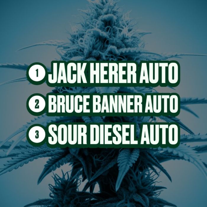Sativa Autoflower Mix Pack