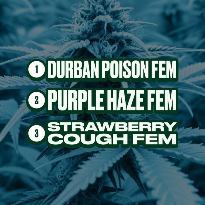 Sativa Feminized Mix Pack