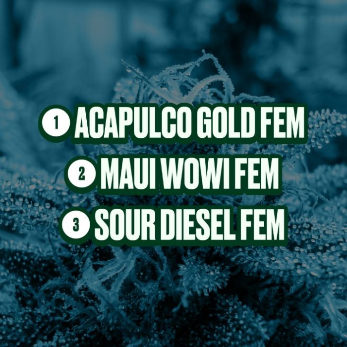 2026 Bestselling Sativa Fem Collection
