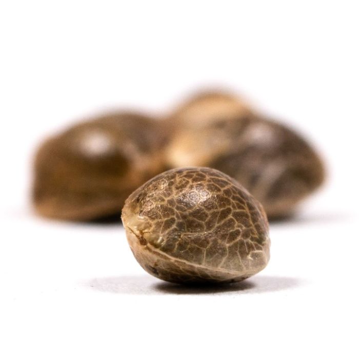 Do-si-Dos Autoflower Cannabis Seeds