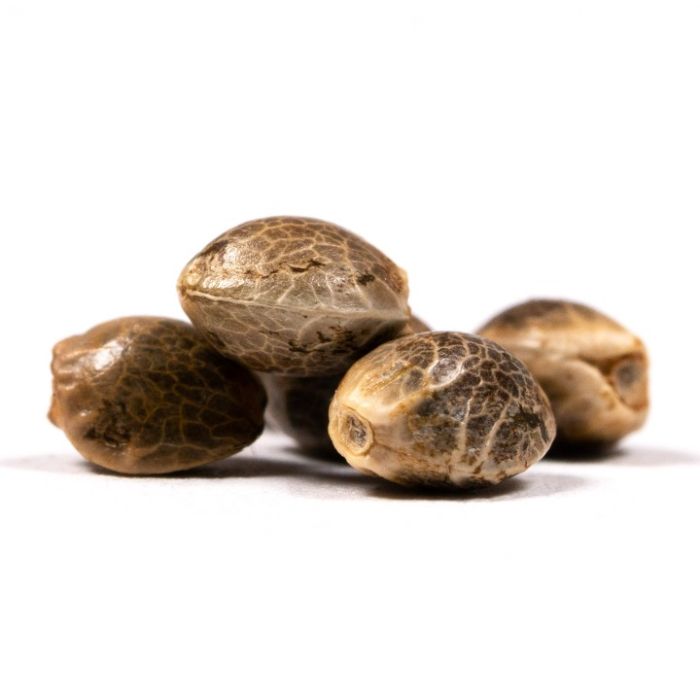 Dulce De Uva Feminized Cannabis Seeds