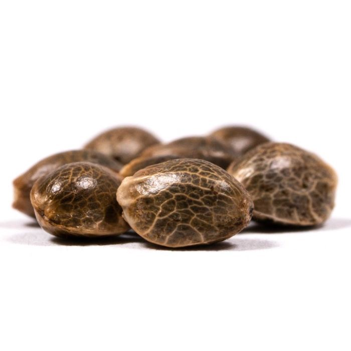 Lemon Kush Auto Seeds