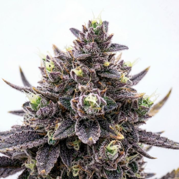 Sherbet Dream Feminized