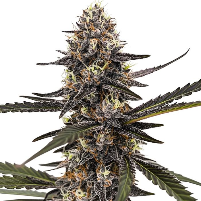 Sherbet Dream Feminized Cannabis Seeds