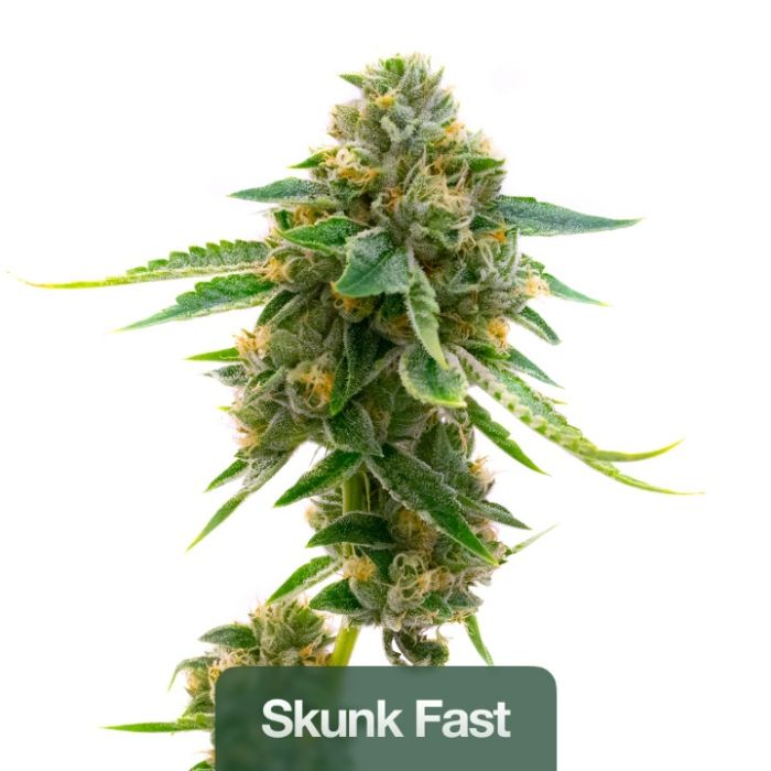 Fast Version Mix Pack