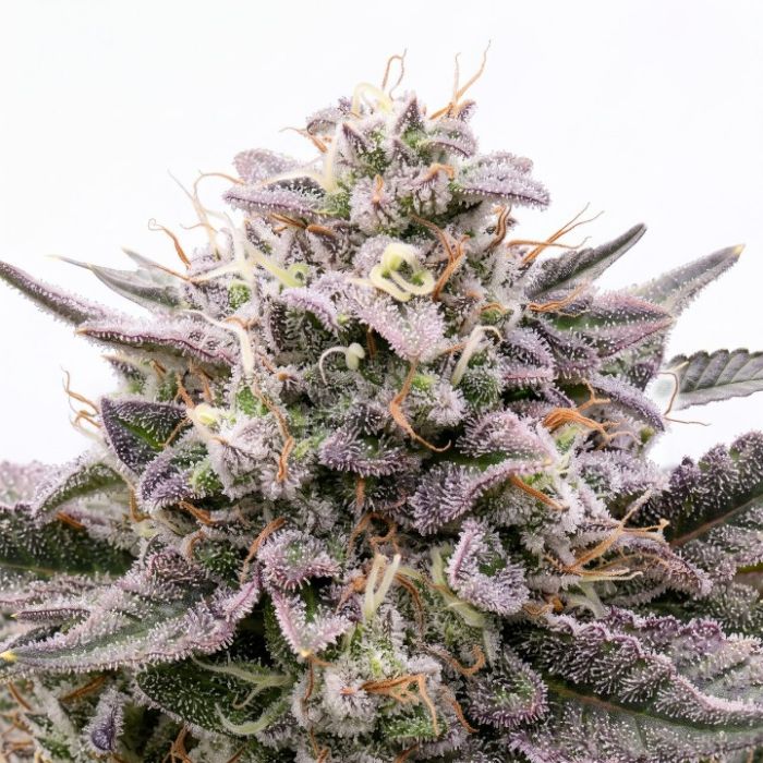 Slurricane Seeds
