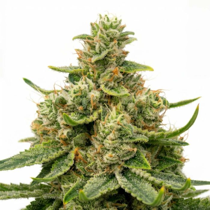 Sour Diesel Feminized