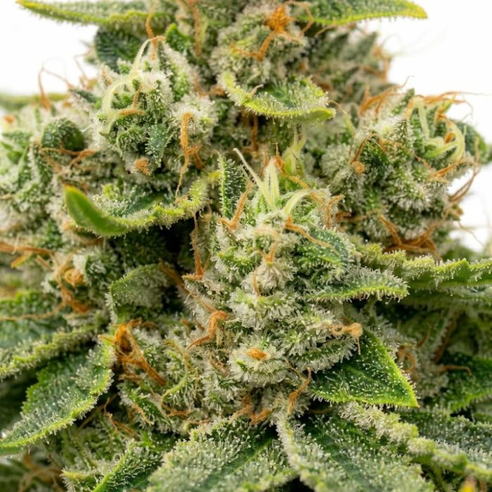 Sour Diesel Feminized