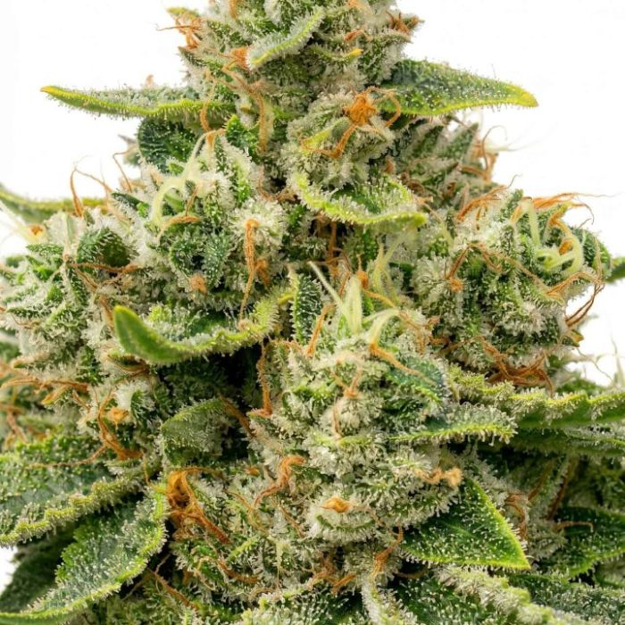 Sour Diesel Feminized