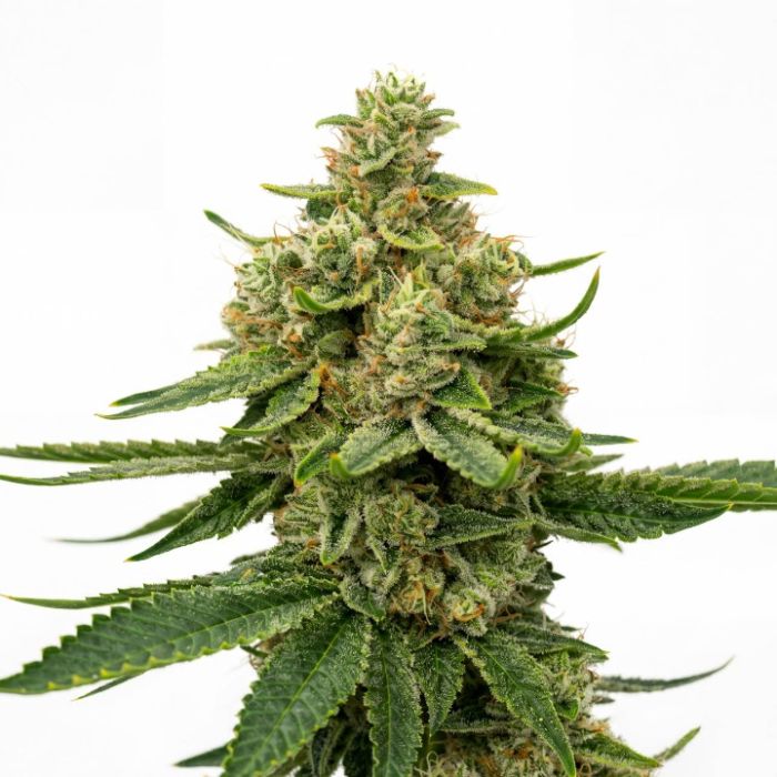 High THC Auto Seeds Mix Pack