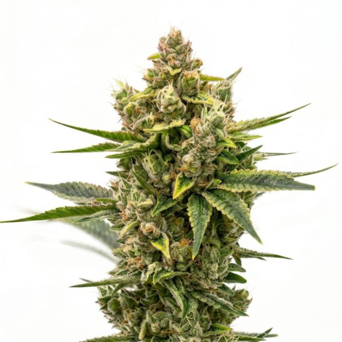Sour Diesel Feminized