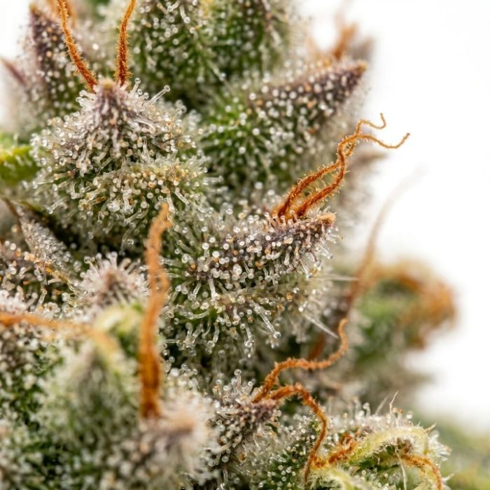 Sour Diesel Feminized