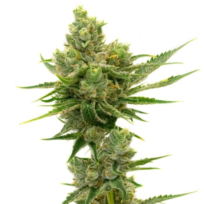 2026 Bestselling Sativa Auto Collection
