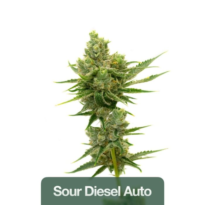 2026 Bestselling Sativa Auto Collection