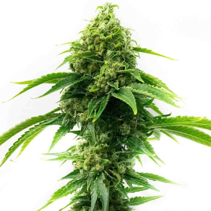 2026 Bestselling Sativa Fem Collection