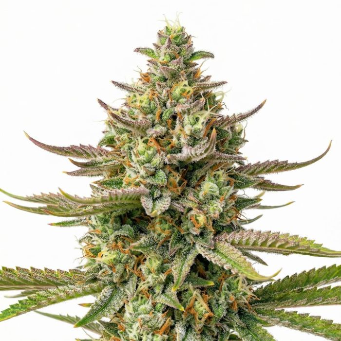 Strawberry Cough Feminized