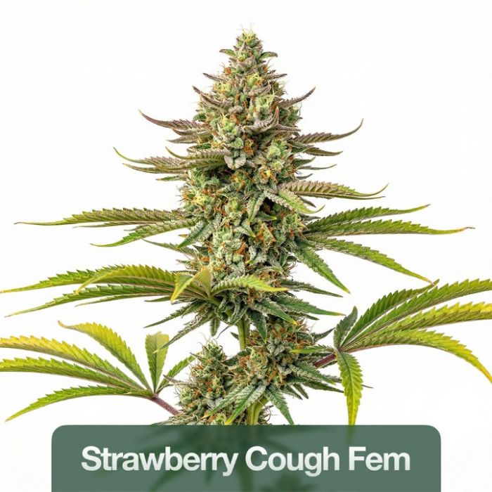 Mood & Energy Feminized Mix Pack