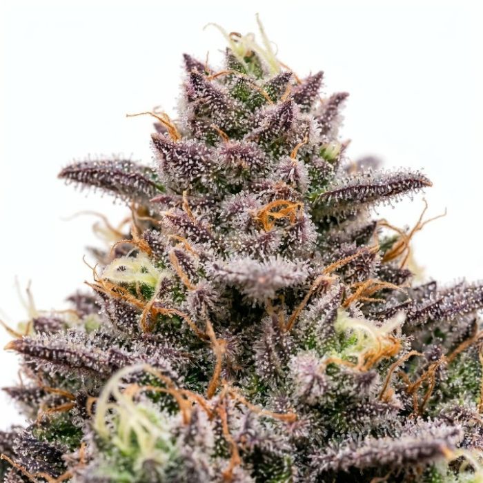 Sugar Stack Autoflower