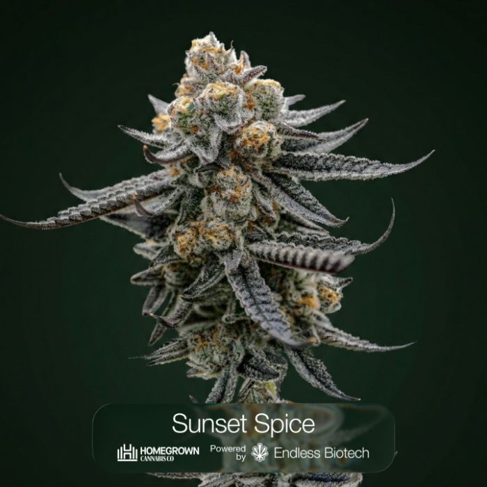 Hunter's Moon + Plasma Fruit + Sunset Spice Clone Bundle