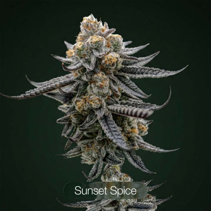 Sunset Spice + Gastronaut Clone Bundle