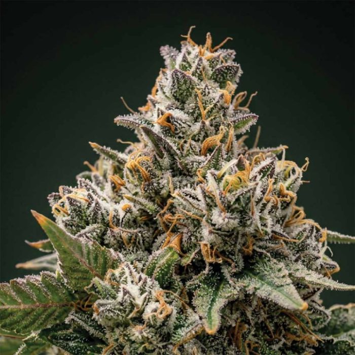 Black Baccara + Sunset Spice Clone Bundle