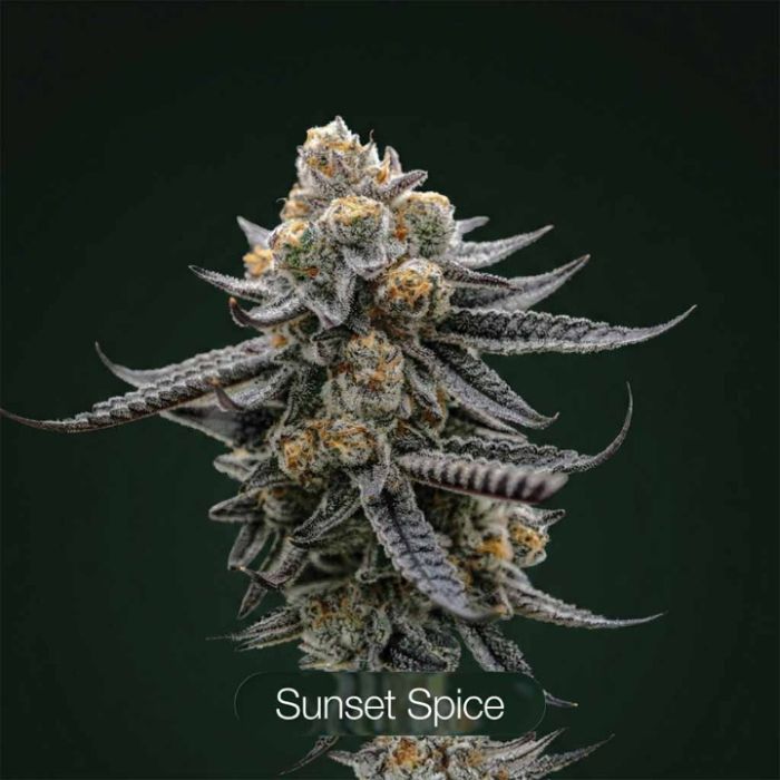 Black Baccara + Sunset Spice Clone Bundle