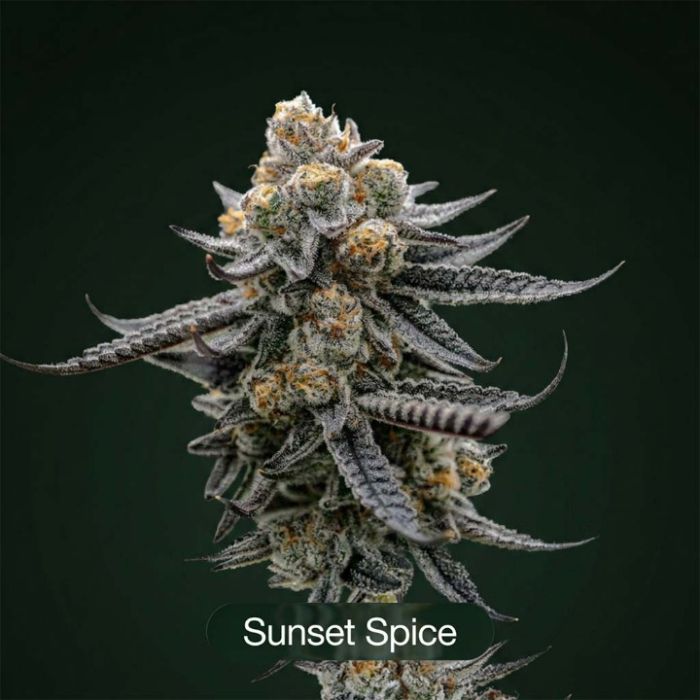 Slapz + Sunset Spice + Tropic Thunder Funk Clone Bundle