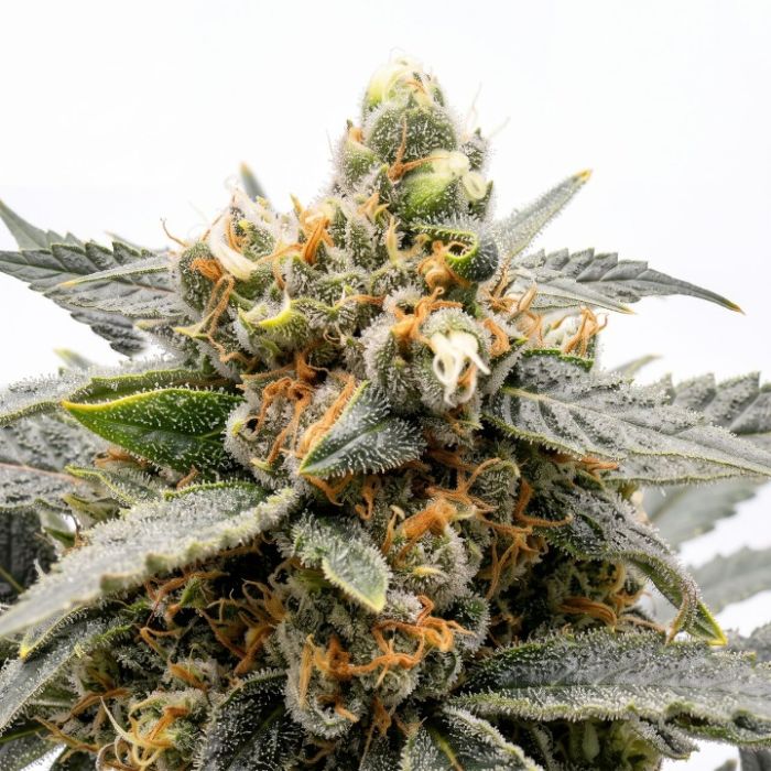 Super Green Crack Seeds