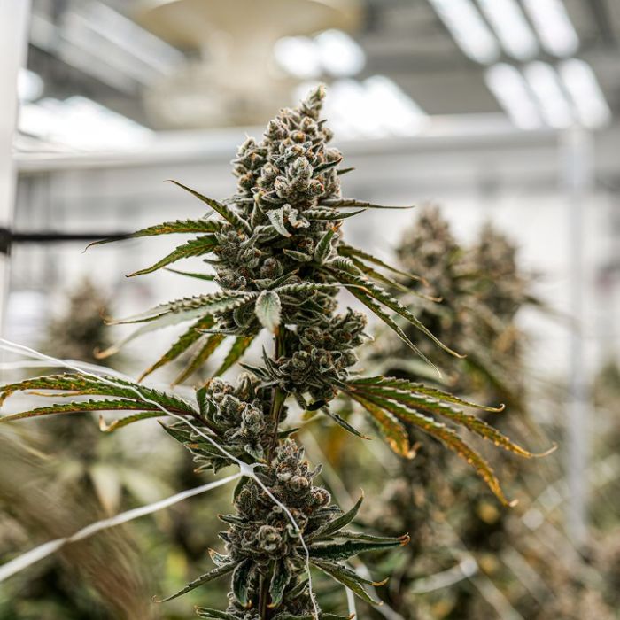 Super Boof Cannabis Clones