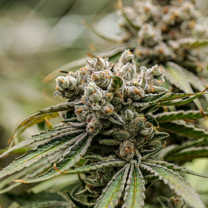 Super Boof Cannabis Clones