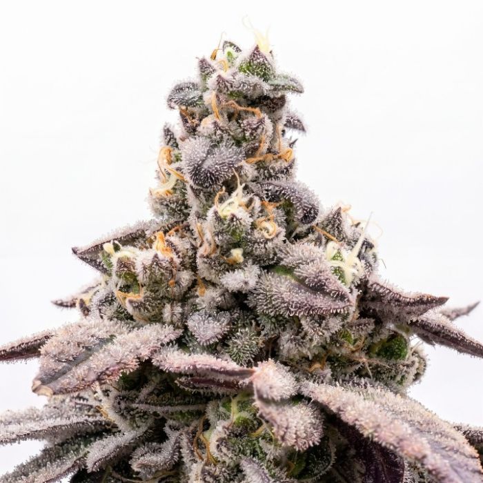 Sweet Berry Auto Seeds