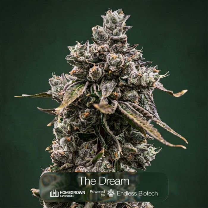 Toffee Headz + The Dream + Sunset Spice Clone Bundle