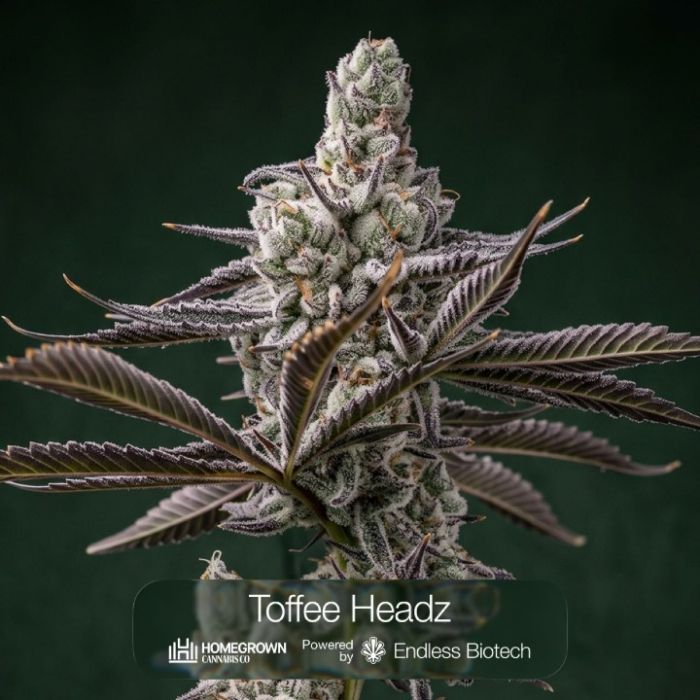 Tropic Thunder Funk + Toffee Headz Clone Bundle