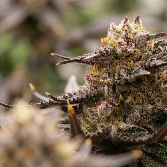 Toffee Headz Cannabis Clones