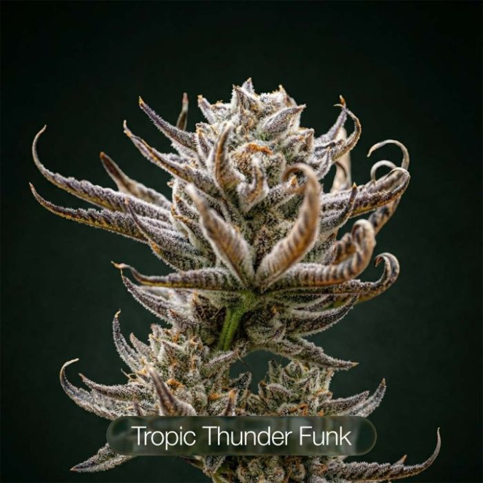 Tropic Thunder Funk + Endless Glue + Daily Grape Clone Bundle