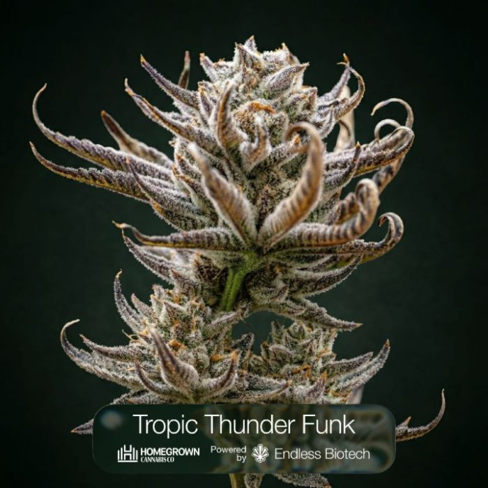 Tropic Thunder Funk + Toffee Headz Clone Bundle