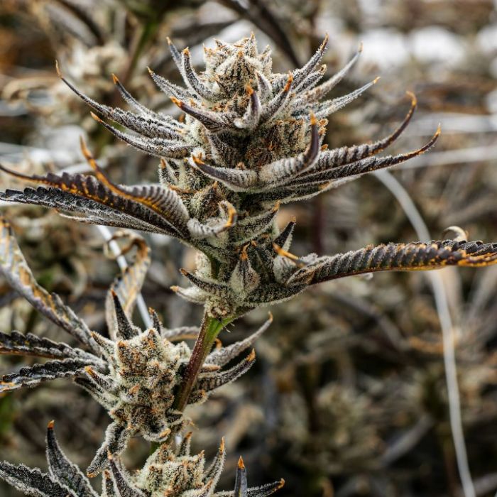 Tropic Thunder Funk Cannabis Clones