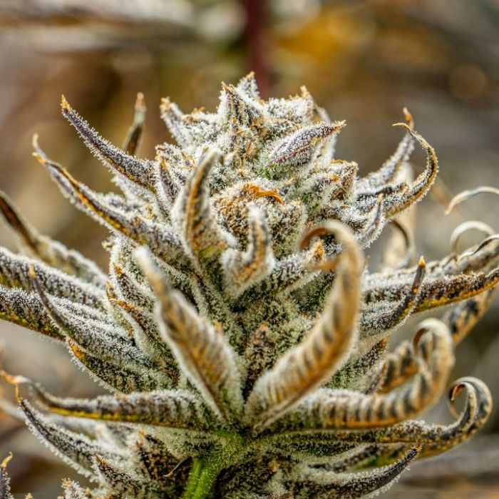 Tropic Thunder Funk Cannabis Clones