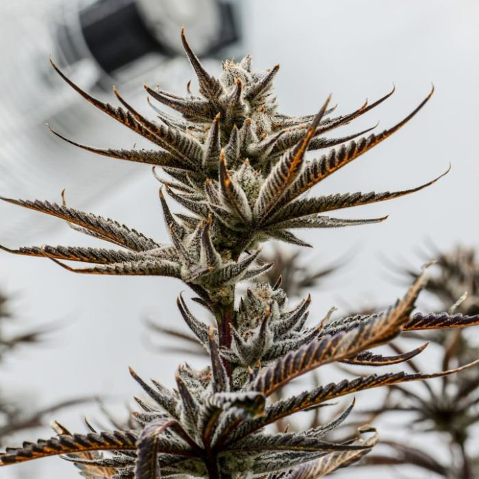 Tropic Thunder Funk Cannabis Clones